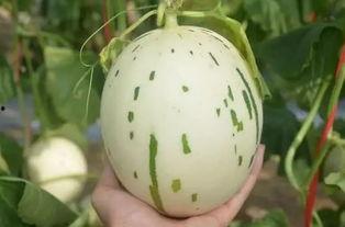 流星瓜照片,流星瓜摄影作品赏析  第2张