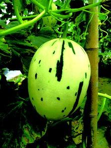 流星瓜照片,流星瓜摄影作品赏析  第3张